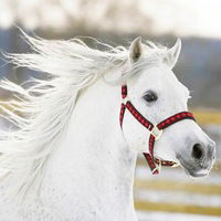 Владимир Бурнышев