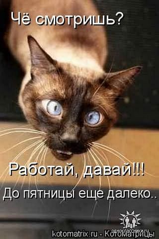 Анжела Петрыкив