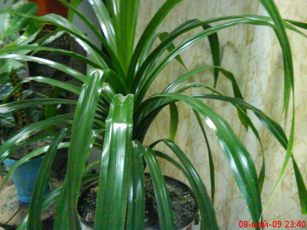 Таня Пилипенко