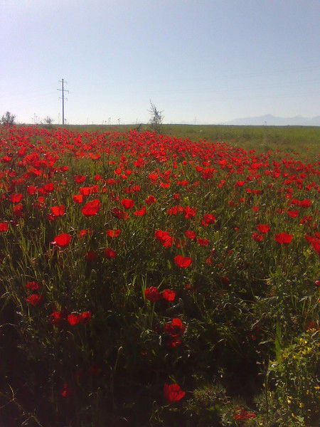 Мирзо Саидов