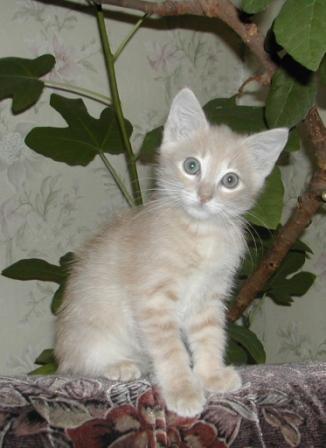 Маленький Котёнок