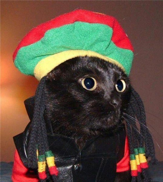 Светлана Болховитинова