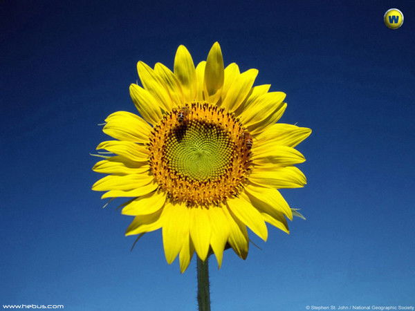 Алла Клокова