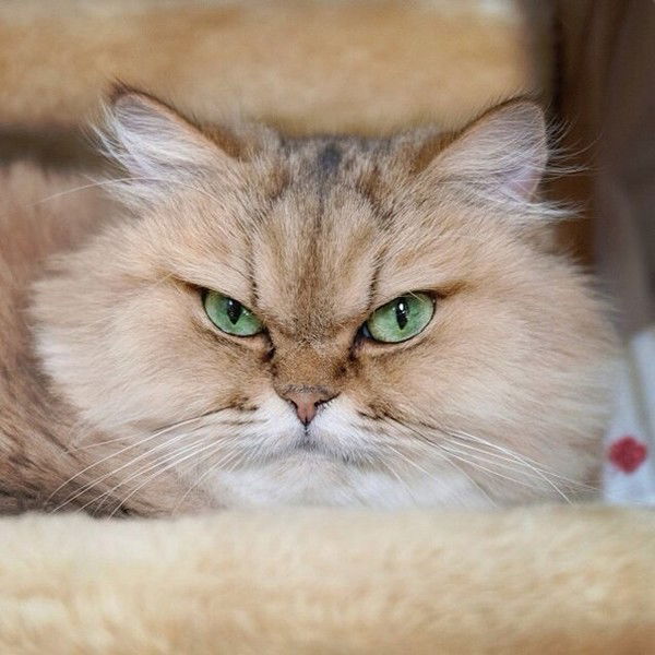 Светлана Юркина