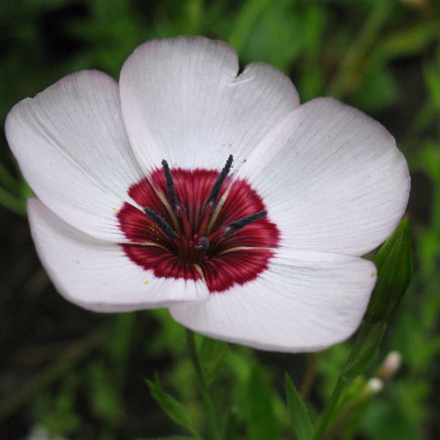 Светлана Шалашова