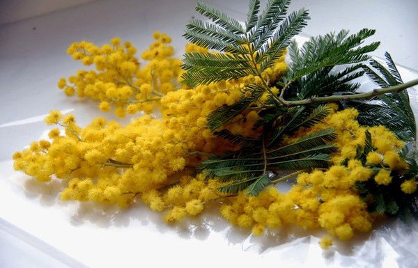 Ирина Князева