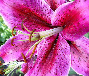 Лилия Николаева