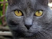 Раиса Литвиненко