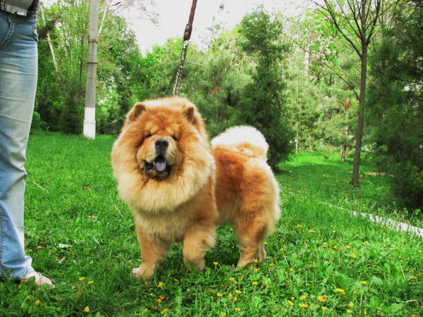 Алёна Аргосс