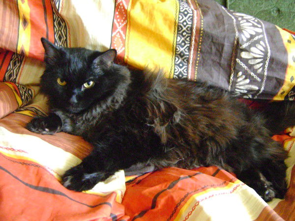 Лёша Голенков