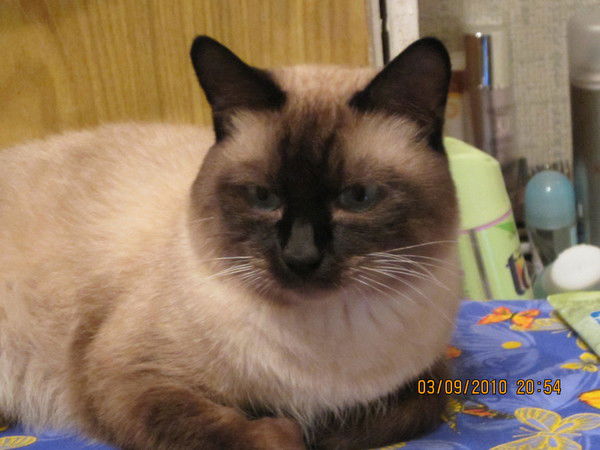 Елена Лукьянчикова