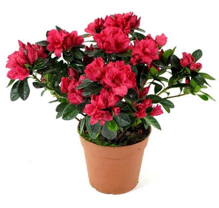 Горшечные Цветы Усть-Каменогорск