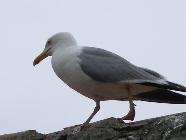 Нотен Протен