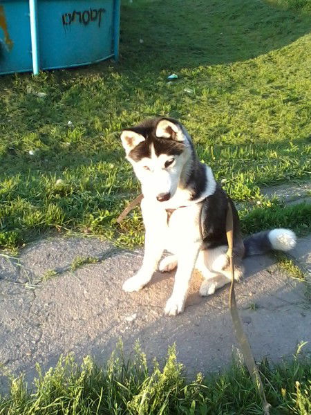 Алена Иерихон