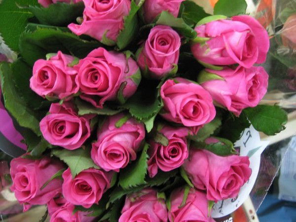 Наталья Шелестова