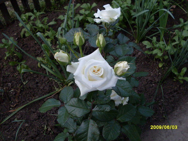 Ромашка Мечта