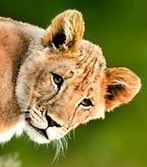 Маргарита Георгиева