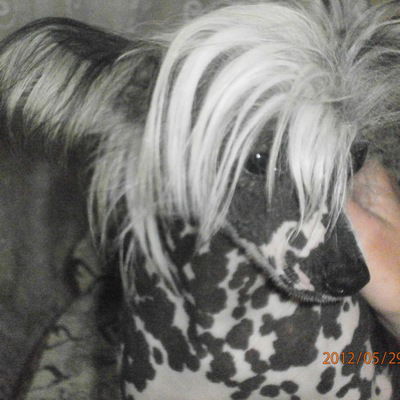 Елена Гарёва