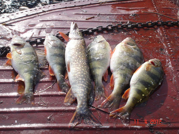 Александр Губский