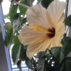 Марина Головенко