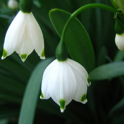 Ирина Дёмина