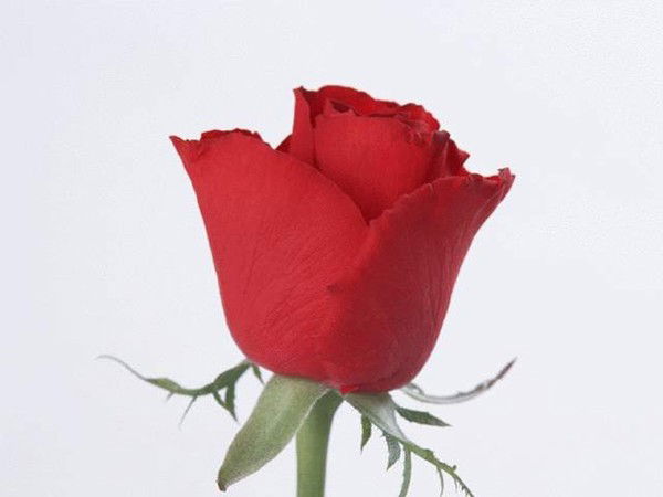 Дурсун Халлыева