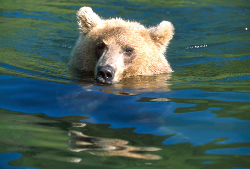 Виктор Логинов