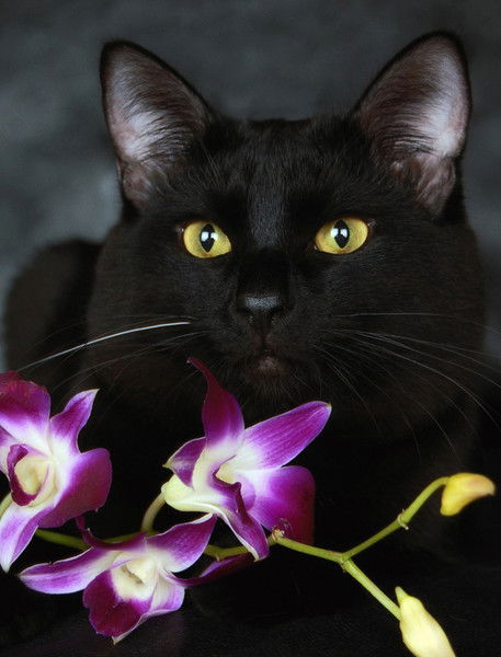 Елизавета Агафонова