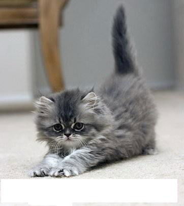 Гаухара Абдуалиева