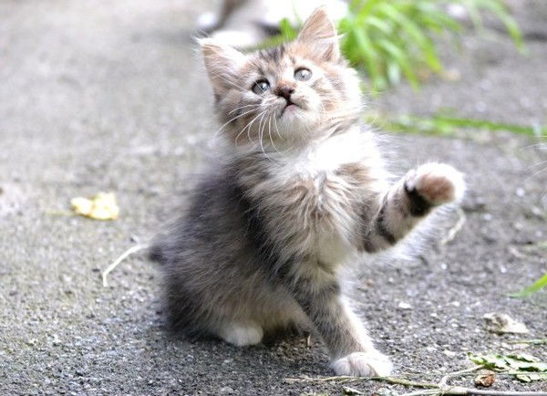 Анна Беленкова