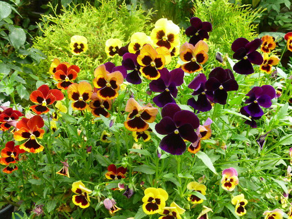 Бахыт Оспанова