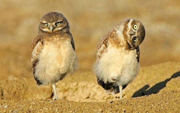 Ольга Жилкина