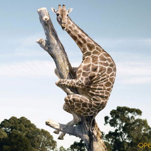 Странник Странник