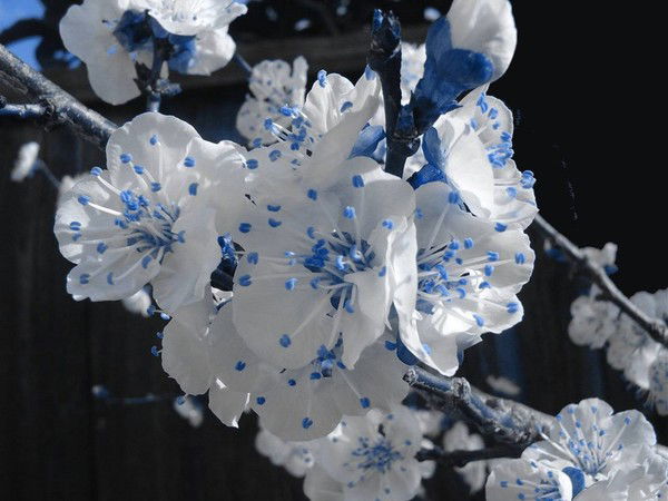 Гулбакыт *****