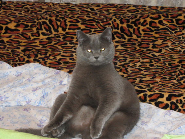 Андрей Гасий