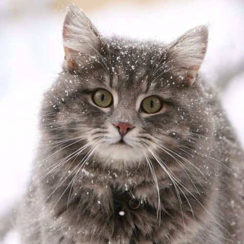 Таня Павлюченкова