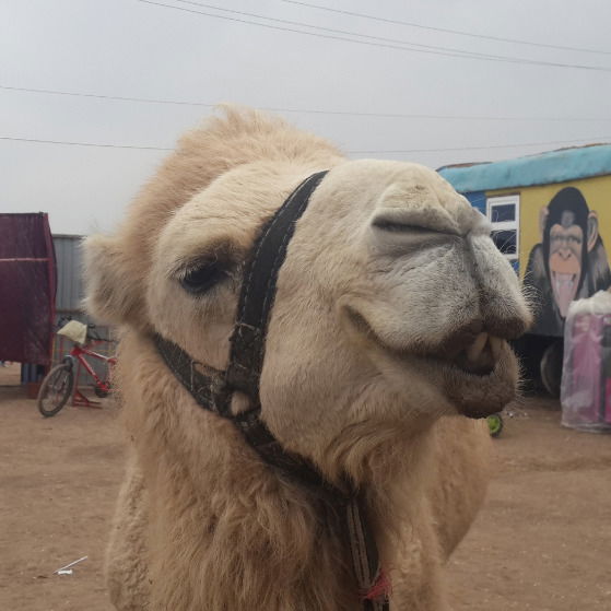 Азамат Калимбетов