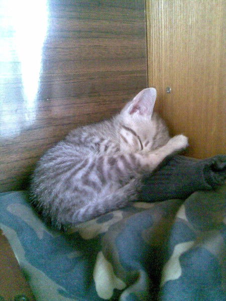 Наталья Сотникова