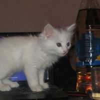 Рустам Шабуров