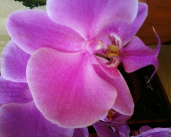 Гульмира Садыкова