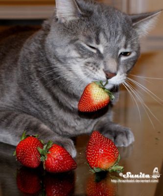 Светлана Шокало