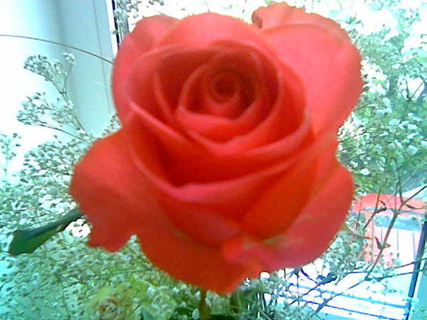 Манана Гогуа