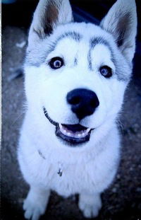 Миша Горбунов