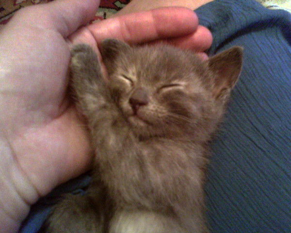 Елена Петухова