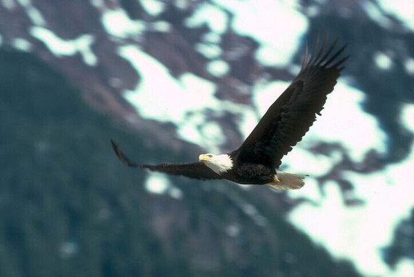 Андрей Лисовой