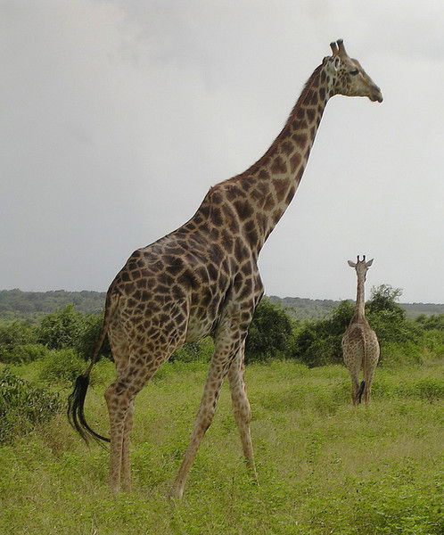 Александр Серебряков
