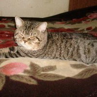 Настя Будко