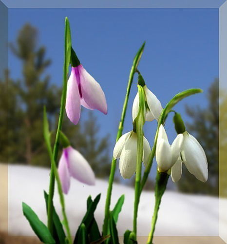 Ксения Никулина