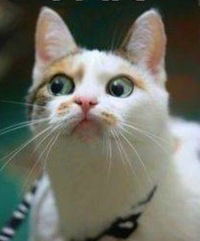 Ириша Гарипова