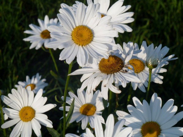 Неизвестно Неизвестно